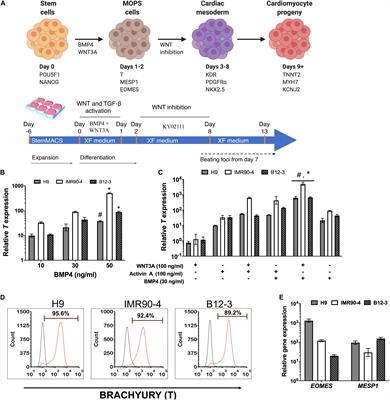 Xenogeneic-Free System for Biomanufacturing of Cardiomyocyte Progeny From Human Pluripotent Stem Cells